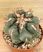 Thelocactus hexaedrophorus - , v