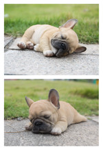 Statua Bulldog Francese