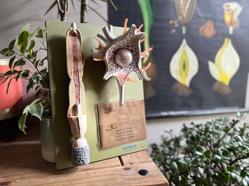 Vintage somso neuron - vintage,