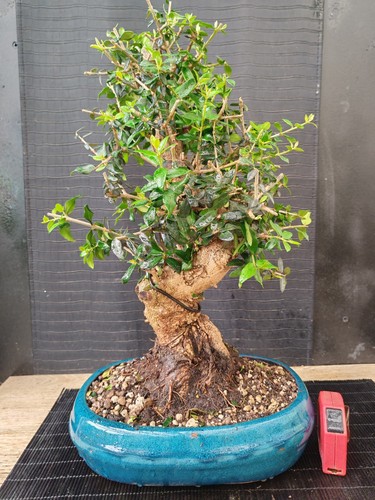 Bonsai olivastro h - ,