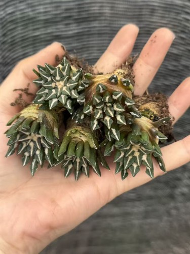 Anni pezzo ariocarpus - anni, 1