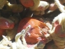 CYCAS REVOLUTA PALMA CICAS 2