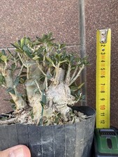 Olivastro - Bonsai mame Olea Sylvestris