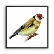 Poster 60x60cm Cardellino