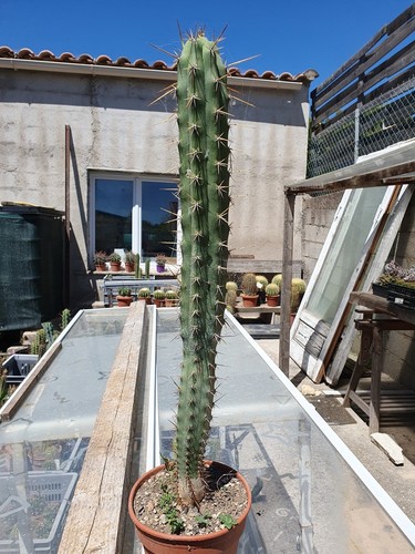 Cactus cierge echinopsis - cactus,