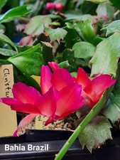 Schlumbergera ibrido " Bahia Brasile "