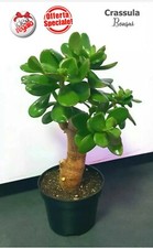 Crassula ovata albero - ovata, giada