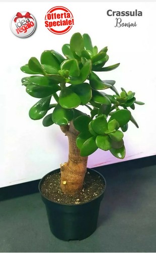 Crassula ovata albero giada - albero,