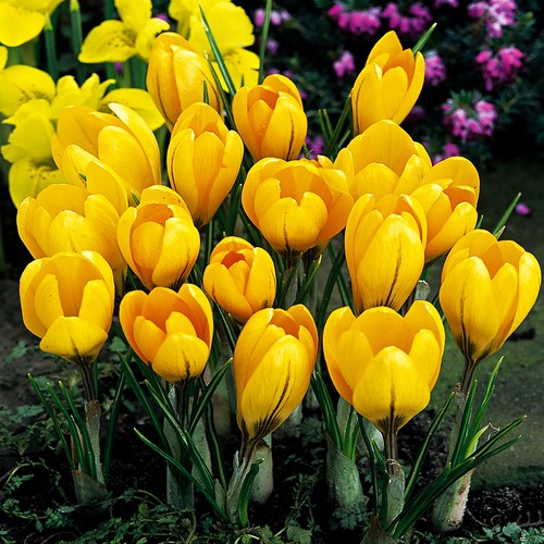 Bulbi fiori cipolle - bulbi,