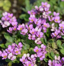 Nasturzio Hedi - Arabis
