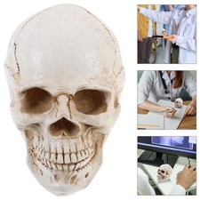  Human Skull Model Anatomia