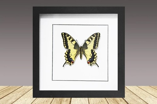 Swallowtail butterfly - swallowtail,