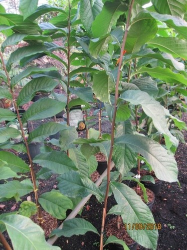 Asimina triloba marias - joy,