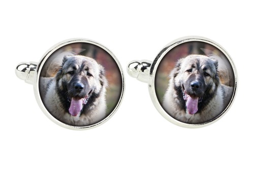 Cane pastore del caucaso - cane, da