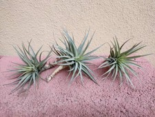 Tillandsia pianta aerea - tillandsia,