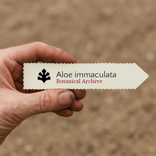 Aloe immaculata SEEDS -  -