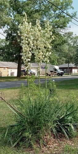 Very large beautiful yucca - large,