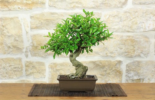 Bonsai melograno giapponese - bonsai,