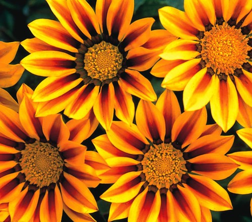 Daisy african gazania daybreak - daisy,