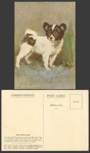 Papillon dog puppy butterfly - dog,