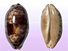 Cypraea testudinaria, Negros, Philippines, 91,1 mm, FAT, TOP QUALITY