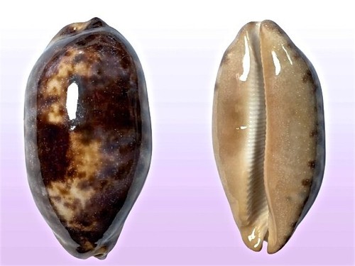 Cypraea testudinaria negros - cypraea,