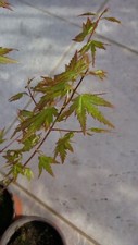 Acero giapponese Acer palmatum