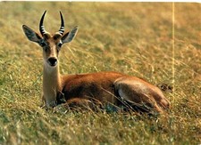 83.ANIMALI - FAUNA AFRICANA - ANTILOPE