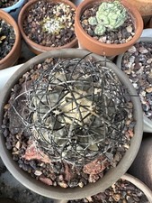 Copiapoa griseoviolacea - copiapoa, griseoviolacea.