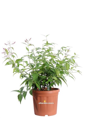 Pianta gelsomino jasminum - di,