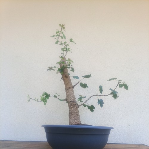 Bonsai acero campestre - acero,