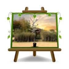 Olivi Coratina Pianta da