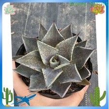 Agave mangave bloodspot - agave,