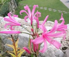 n.1 pianta di Nerine Bowdenii