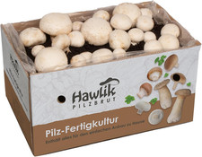Champignons - Kit Coltivazione