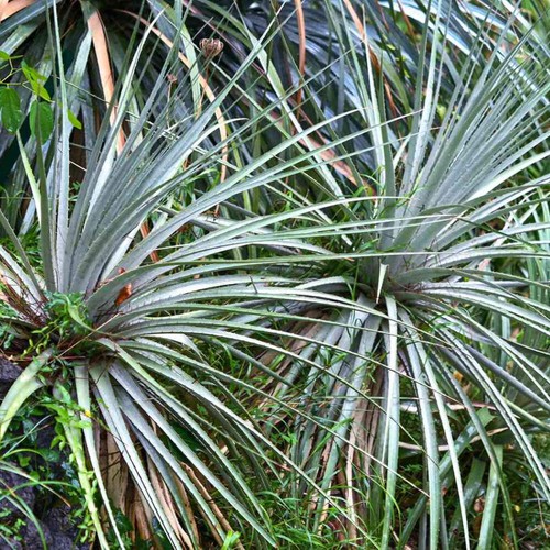 Dasylirion texanum dasilirio - dasylirion,