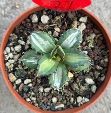 Agave sp. 5,5 cm 'N. 1' (Nana)