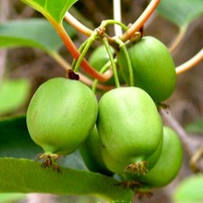 Pianta di Kiwi Arguta Issai