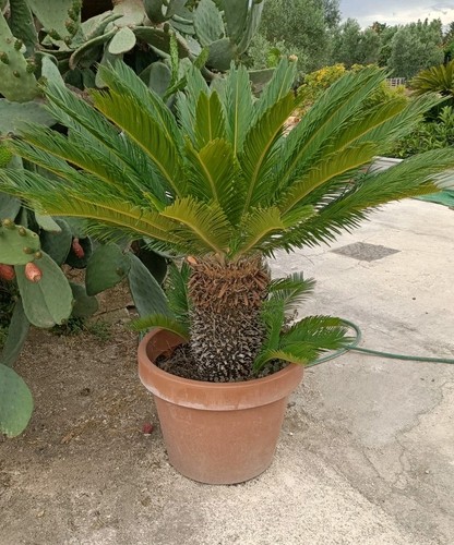 Pianta cycas revoluta - , vaso