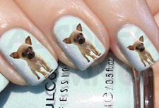 60x Water decals CANE CHIWAWA