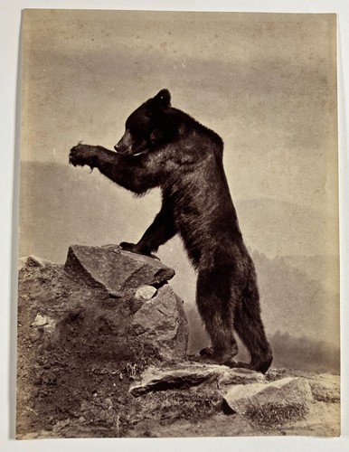 Photo collection ours brun - photo,