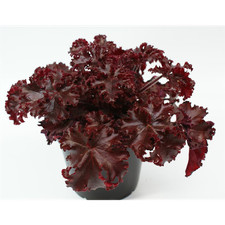 Heuchera 'Melting Fire' -