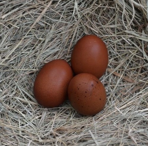 Uova feconde fertili razza - uova, feconde,