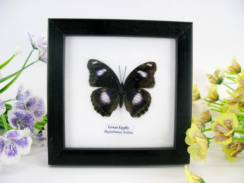Seconda scelta great eggfly - scelta,