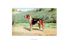 Cane caccia beagle - cane, caccia...beagle