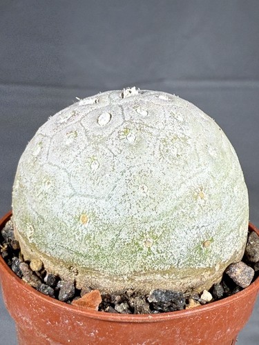 Tephrocactus geometricus