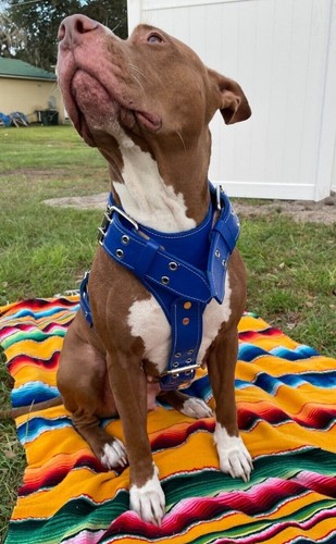 Imbracatura per cani - , grande