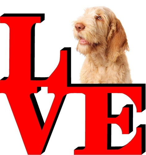 Spinone italiano calamita - italiano, auto