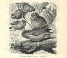 Stampa antica UCCELLO PAPPAGALLO INSEPARABILE FACCIAROSA 1891 Antique print