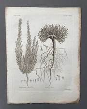 Incisione antica botanica - incisione,